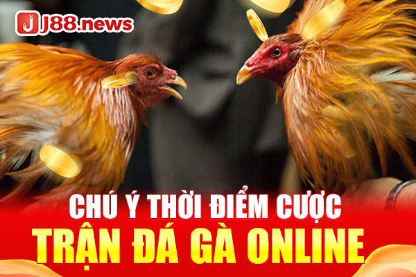 Đá gà trực tuyến là gì? Chiến thuật chơi đá gà hiệu quả