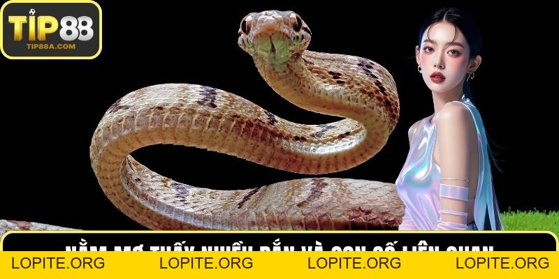 Mơ Thấy Rắn – Giải Mã Giấc Mộng Cùng Con Số May Mắn